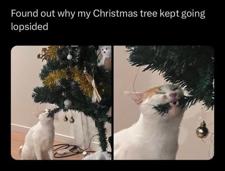 christmas animal memes, Focus keyword + synonyms: Christmas animal memes, holiday creature memes, yuletide pet memes, festive animal images, holiday animal humor, merry creature commentary, joyful festive critter fun, seasonal beastly banter, cheerful furry scenes, holly-jolly animal antics, Xmas pet whimsy