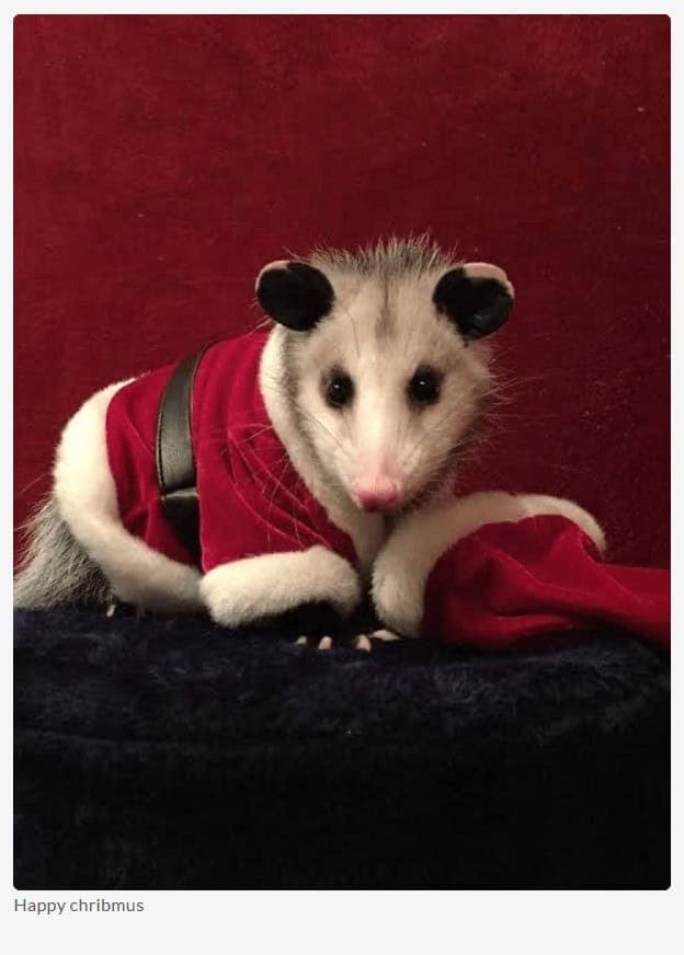 christmas animal memes, Focus keyword + synonyms: Christmas animal memes, holiday creature memes, yuletide pet memes, festive animal images, holiday animal humor, merry creature commentary, joyful festive critter fun, seasonal beastly banter, cheerful furry scenes, holly-jolly animal antics, Xmas pet whimsy