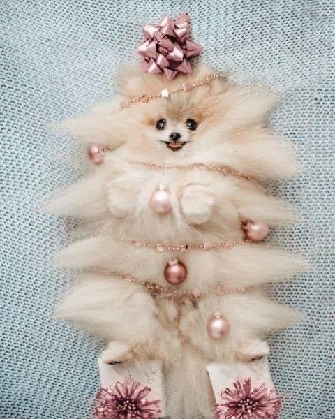 christmas animal memes, Focus keyword + synonyms: Christmas animal memes, holiday creature memes, yuletide pet memes, festive animal images, holiday animal humor, merry creature commentary, joyful festive critter fun, seasonal beastly banter, cheerful furry scenes, holly-jolly animal antics, Xmas pet whimsy