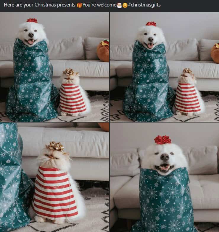 christmas animal memes, Focus keyword + synonyms: Christmas animal memes, holiday creature memes, yuletide pet memes, festive animal images, holiday animal humor, merry creature commentary, joyful festive critter fun, seasonal beastly banter, cheerful furry scenes, holly-jolly animal antics, Xmas pet whimsy