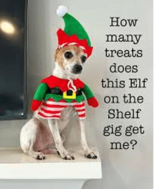 christmas animal memes, Focus keyword + synonyms: Christmas animal memes, holiday creature memes, yuletide pet memes, festive animal images, holiday animal humor, merry creature commentary, joyful festive critter fun, seasonal beastly banter, cheerful furry scenes, holly-jolly animal antics, Xmas pet whimsy