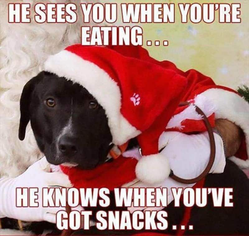 christmas animal memes, Focus keyword + synonyms: Christmas animal memes, holiday creature memes, yuletide pet memes, festive animal images, holiday animal humor, merry creature commentary, joyful festive critter fun, seasonal beastly banter, cheerful furry scenes, holly-jolly animal antics, Xmas pet whimsy