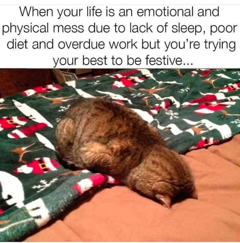 christmas animal memes, Focus keyword + synonyms: Christmas animal memes, holiday creature memes, yuletide pet memes, festive animal images, holiday animal humor, merry creature commentary, joyful festive critter fun, seasonal beastly banter, cheerful furry scenes, holly-jolly animal antics, Xmas pet whimsy