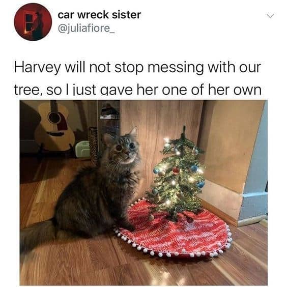 christmas animal memes, Focus keyword + synonyms: Christmas animal memes, holiday creature memes, yuletide pet memes, festive animal images, holiday animal humor, merry creature commentary, joyful festive critter fun, seasonal beastly banter, cheerful furry scenes, holly-jolly animal antics, Xmas pet whimsy