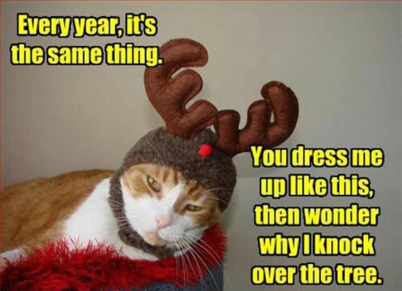 christmas animal memes, Focus keyword + synonyms: Christmas animal memes, holiday creature memes, yuletide pet memes, festive animal images, holiday animal humor, merry creature commentary, joyful festive critter fun, seasonal beastly banter, cheerful furry scenes, holly-jolly animal antics, Xmas pet whimsy
