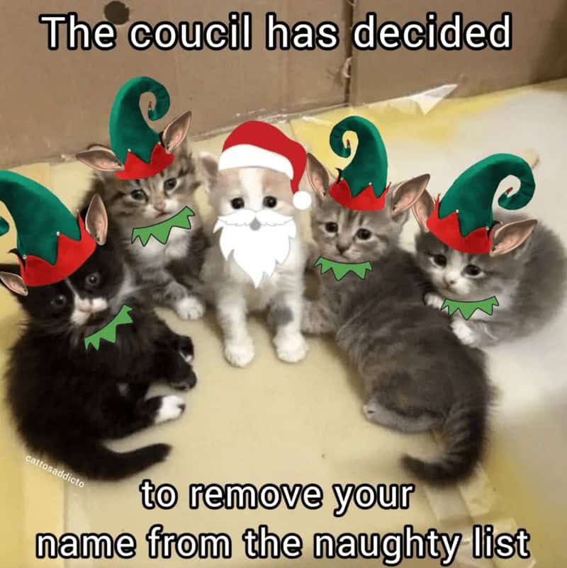 christmas animal memes, Focus keyword + synonyms: Christmas animal memes, holiday creature memes, yuletide pet memes, festive animal images, holiday animal humor, merry creature commentary, joyful festive critter fun, seasonal beastly banter, cheerful furry scenes, holly-jolly animal antics, Xmas pet whimsy