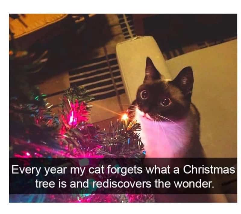 christmas animal memes, Focus keyword + synonyms: Christmas animal memes, holiday creature memes, yuletide pet memes, festive animal images, holiday animal humor, merry creature commentary, joyful festive critter fun, seasonal beastly banter, cheerful furry scenes, holly-jolly animal antics, Xmas pet whimsy