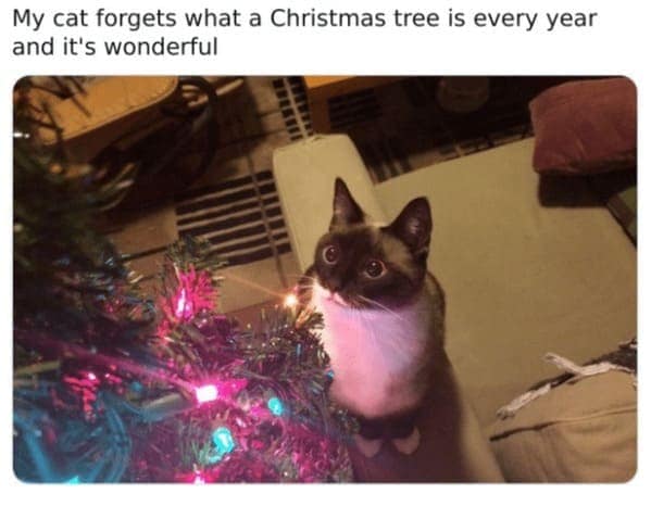 christmas cat memes, festive feline images, holiday kitty humor, yuletide cat jokes, Christmas memes, seasonal funnies, December laughs, end-year humor, festive feline gags, ornament-batting cats, meowy seasonal merriment
