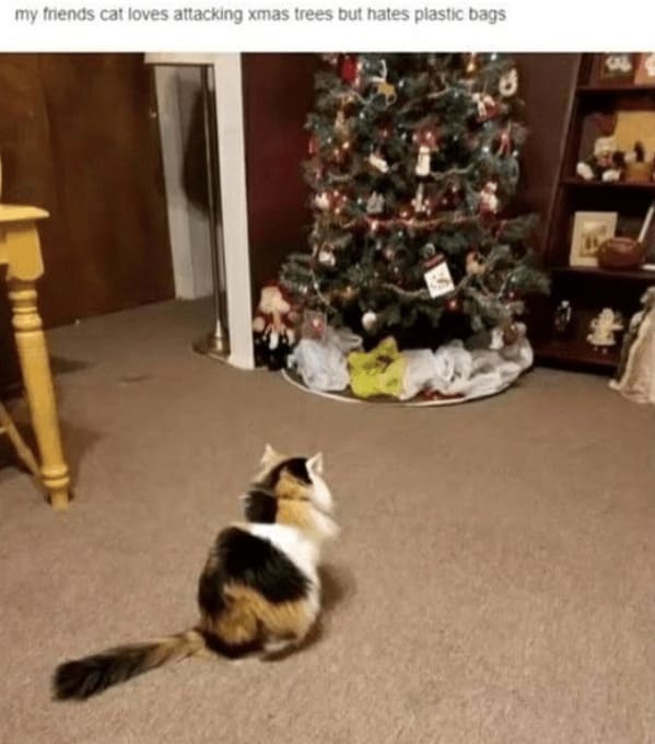 christmas cat memes, festive feline images, holiday kitty humor, yuletide cat jokes, Christmas memes, seasonal funnies, December laughs, end-year humor, festive feline gags, ornament-batting cats, meowy seasonal merriment