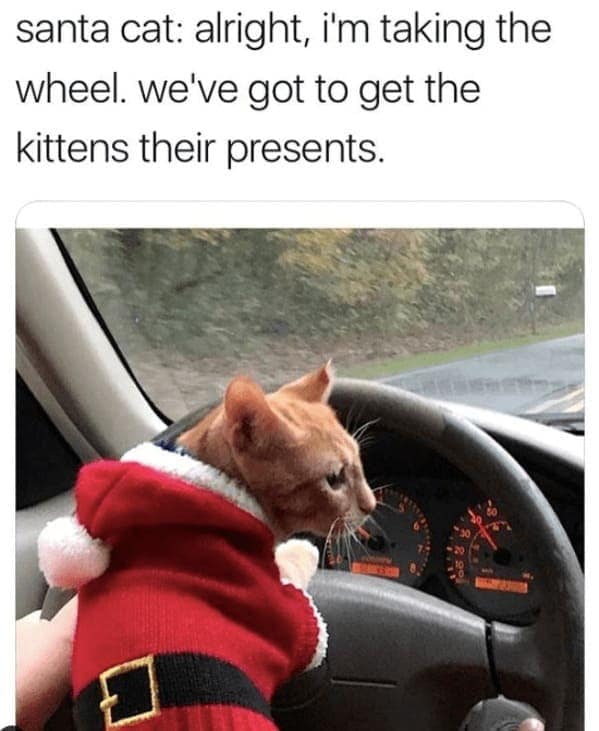christmas cat memes, festive feline images, holiday kitty humor, yuletide cat jokes, Christmas memes, seasonal funnies, December laughs, end-year humor, festive feline gags, ornament-batting cats, meowy seasonal merriment