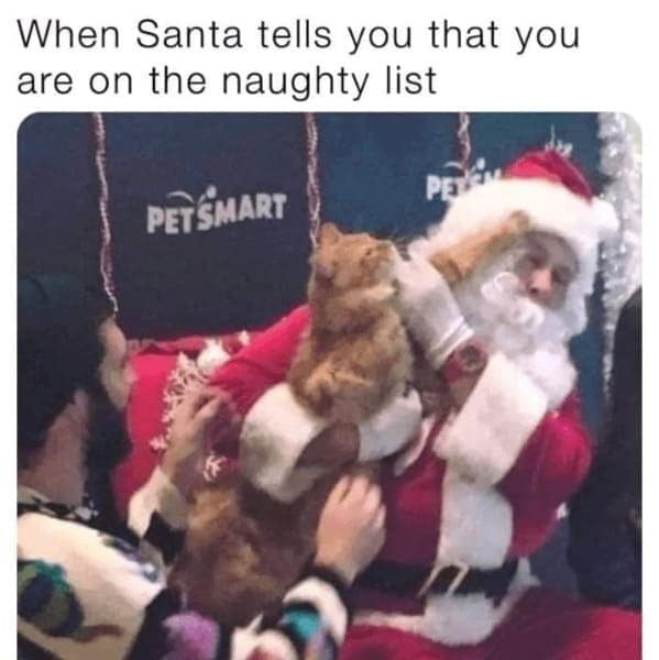 christmas cat memes, festive feline images, holiday kitty humor, yuletide cat jokes, Christmas memes, seasonal funnies, December laughs, end-year humor, festive feline gags, ornament-batting cats, meowy seasonal merriment