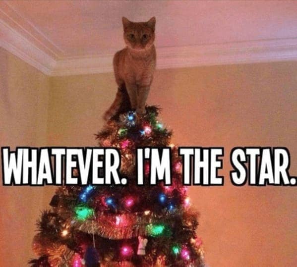 christmas cat memes, festive feline images, holiday kitty humor, yuletide cat jokes, Christmas memes, seasonal funnies, December laughs, end-year humor, festive feline gags, ornament-batting cats, meowy seasonal merriment