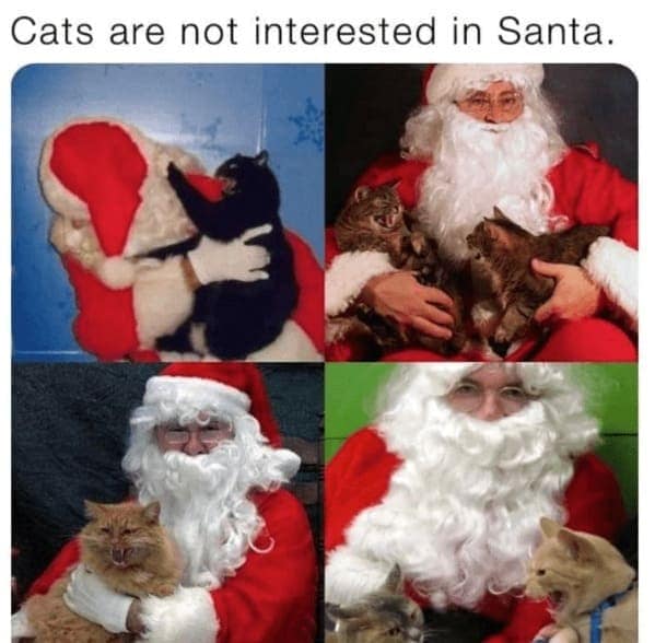 christmas cat memes, festive feline images, holiday kitty humor, yuletide cat jokes, Christmas memes, seasonal funnies, December laughs, end-year humor, festive feline gags, ornament-batting cats, meowy seasonal merriment