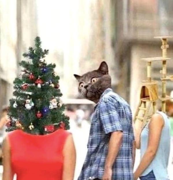 christmas cat memes, festive feline images, holiday kitty humor, yuletide cat jokes, Christmas memes, seasonal funnies, December laughs, end-year humor, festive feline gags, ornament-batting cats, meowy seasonal merriment