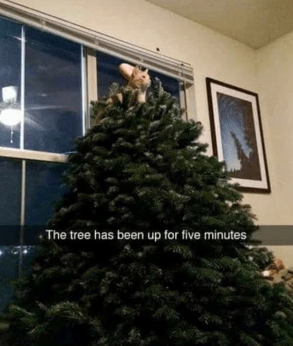 christmas cat memes, festive feline images, holiday kitty humor, yuletide cat jokes, Christmas memes, seasonal funnies, December laughs, end-year humor, festive feline gags, ornament-batting cats, meowy seasonal merriment