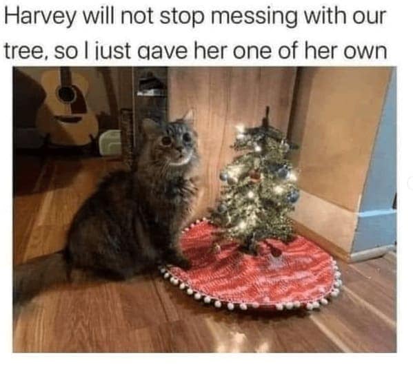 christmas cat memes, festive feline images, holiday kitty humor, yuletide cat jokes, Christmas memes, seasonal funnies, December laughs, end-year humor, festive feline gags, ornament-batting cats, meowy seasonal merriment
