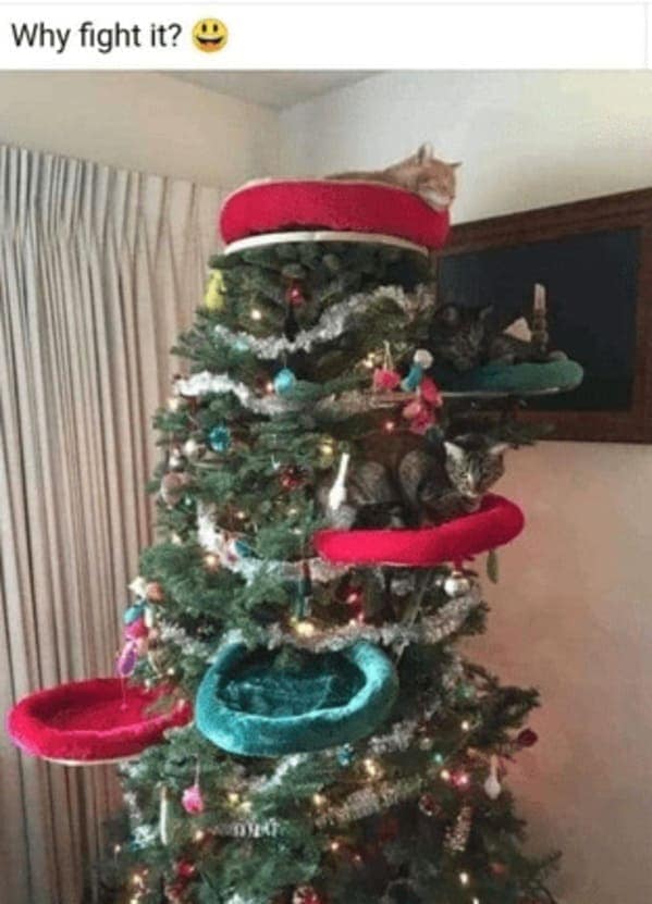 christmas cat memes, festive feline images, holiday kitty humor, yuletide cat jokes, Christmas memes, seasonal funnies, December laughs, end-year humor, festive feline gags, ornament-batting cats, meowy seasonal merriment