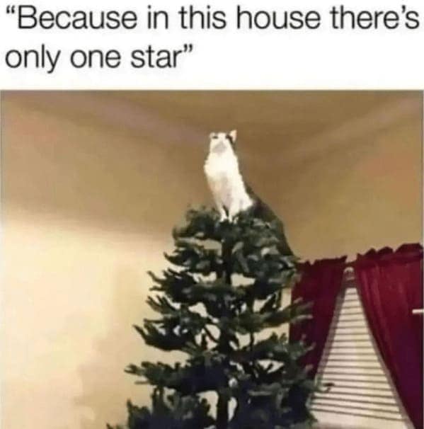 christmas cat memes, festive feline images, holiday kitty humor, yuletide cat jokes, Christmas memes, seasonal funnies, December laughs, end-year humor, festive feline gags, ornament-batting cats, meowy seasonal merriment