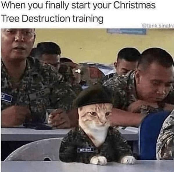 christmas cat memes, festive feline images, holiday kitty humor, yuletide cat jokes, Christmas memes, seasonal funnies, December laughs, end-year humor, festive feline gags, ornament-batting cats, meowy seasonal merriment
