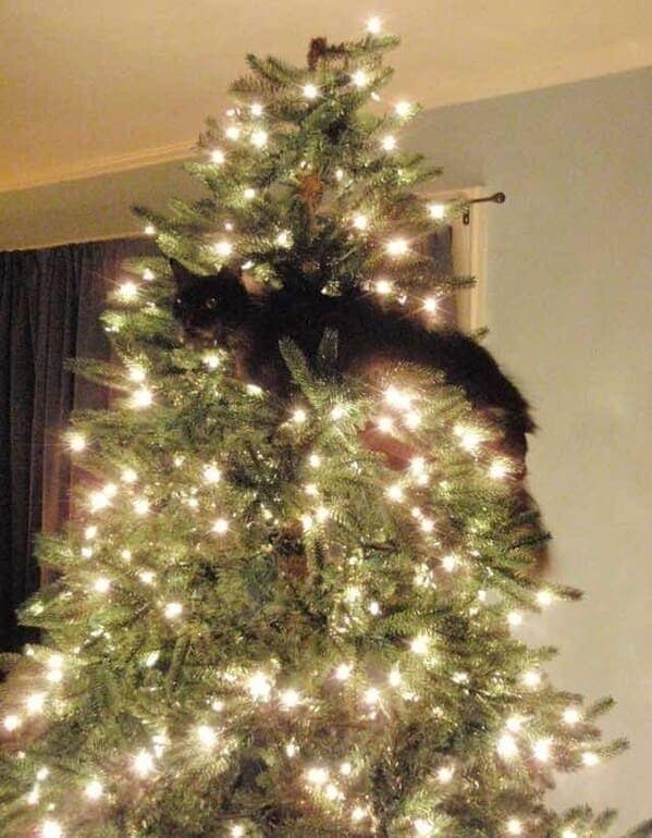 christmas cat memes, festive feline images, holiday kitty humor, yuletide cat jokes, Christmas memes, seasonal funnies, December laughs, end-year humor, festive feline gags, ornament-batting cats, meowy seasonal merriment