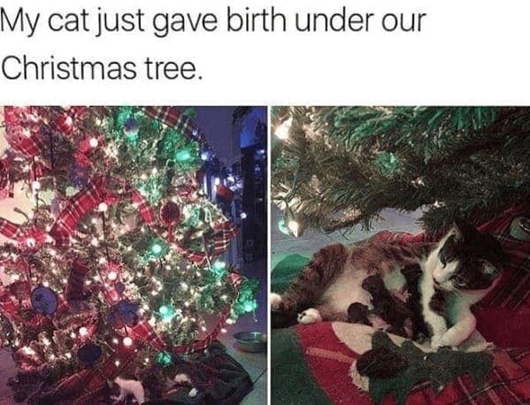christmas cat memes, festive feline images, holiday kitty humor, yuletide cat jokes, Christmas memes, seasonal funnies, December laughs, end-year humor, festive feline gags, ornament-batting cats, meowy seasonal merriment