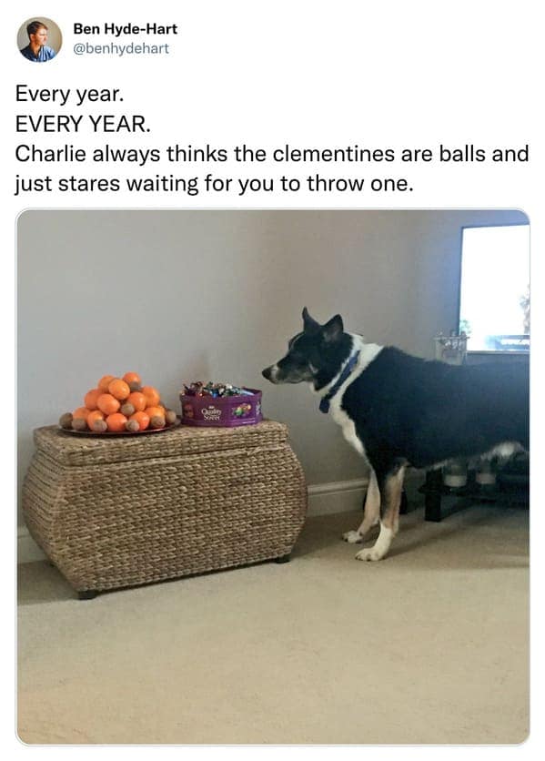 christmas memes, holiday memes, xmas memes, festive memes, yuletide memes, seasonal memes, funny Christmas memes, amusing holiday images, humorous festive jokes, entertaining seasonal visuals