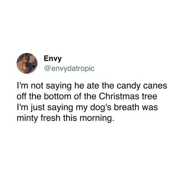 I'm not saying he ate the candy canes off the bottom of the Christmas tree I'm just saying my dog's breath was minty fresh this morning.