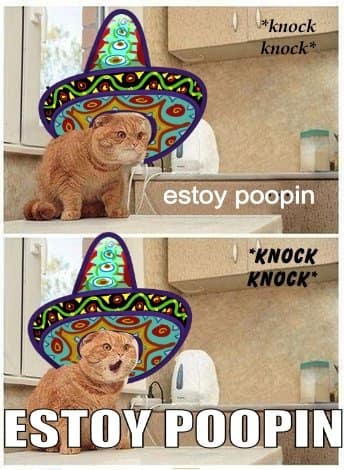 *knock knock* estoy poopin *KNOCK KNOCK* ESTOY POOPIN