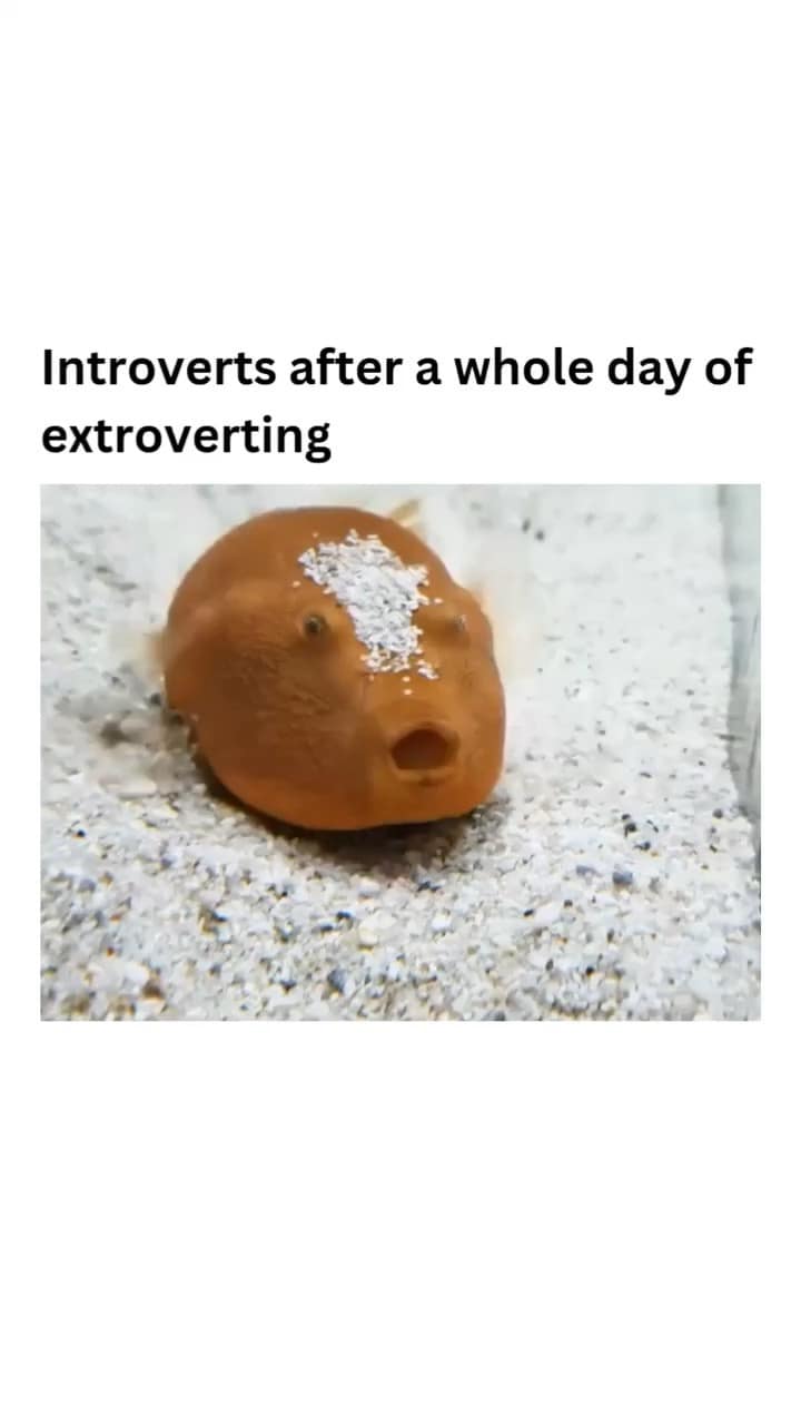 Introverts after a whole day of extroverting