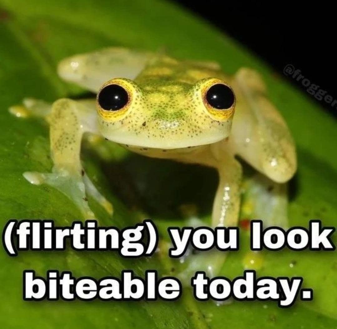 classic memes, vintage memes, viral tweets, timeless memes, evergreen memes, old memes, best memes, web classics, online classics, digital classics, trending memes, popular memes, internet memes