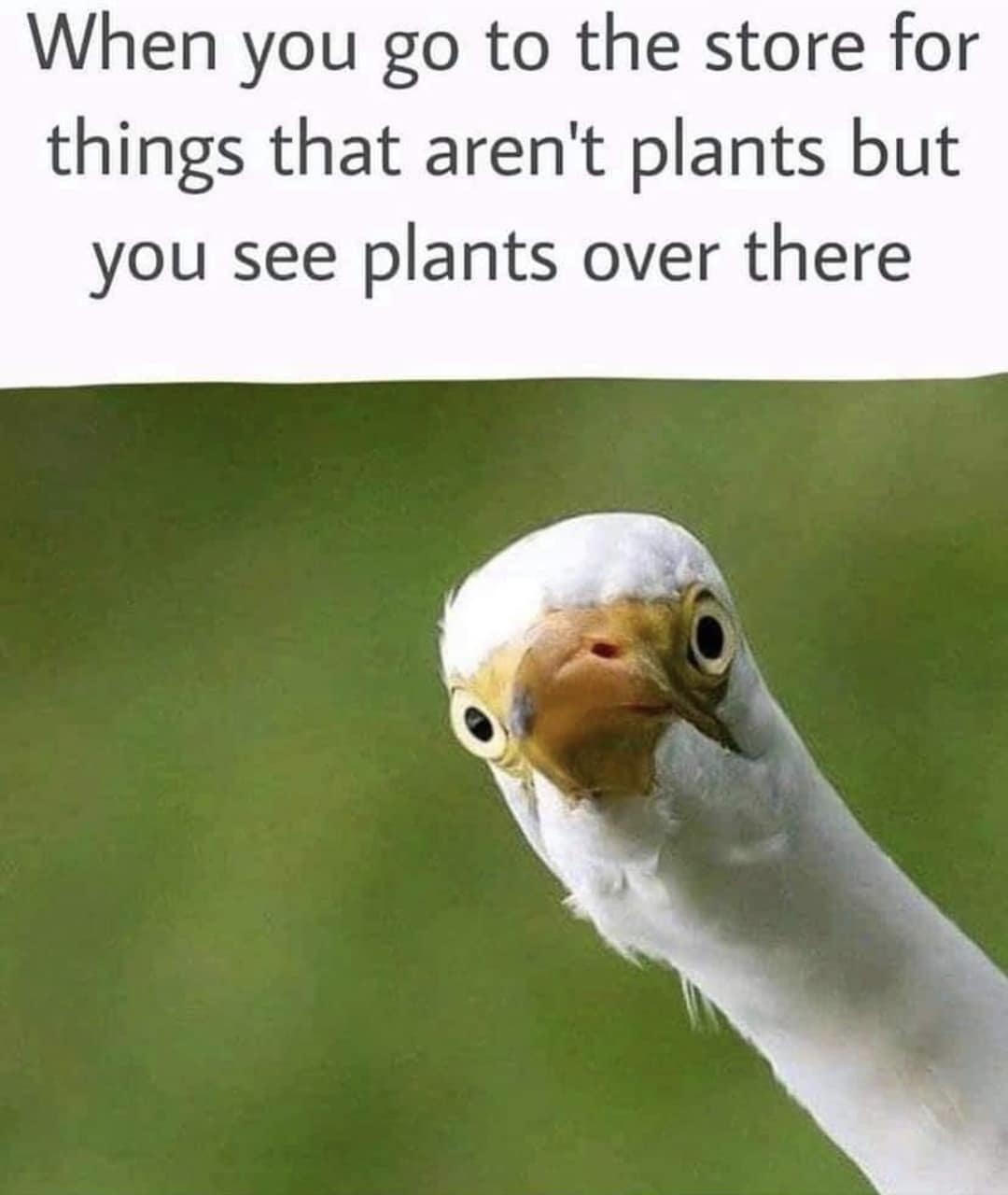 When you go to the store for things that aren't plants but you see plants over there