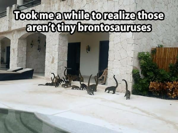 dinosaur memes, funny dinosaur memes, comedic dino pics, silly dinosaur jokes, dino laugh prints, ancient era jokes, dinosaur-era laughs, primeval humor, dino memes