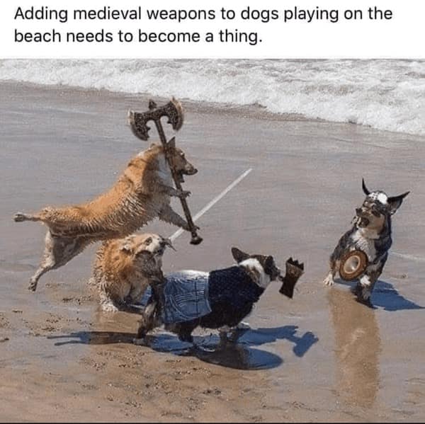 funny dog memes, doggo memes, dog lover memes, dog humor, funny pet memes, canine memes, puppy jokes, funny doggo posts