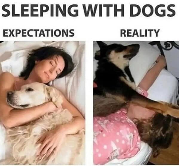 dog memes, doggo memes, dog meme collection, dog meme gallery, canine-themed memes, unny dog memes, humorous canine images, amusing puppy pics, comical pooch posts dog humor, witty canine commentary, sarcastic bark banter, clever tail wagging dog pictures, adorable pup visuals, charming furry snapshots, delightful pet portraits