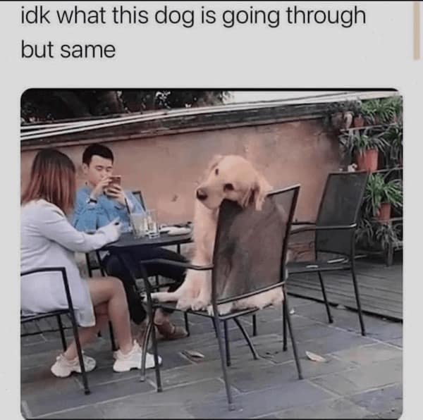 funny dog memes, doggo memes, dog lover memes, dog humor, funny pet memes, canine memes, puppy jokes, funny doggo posts
