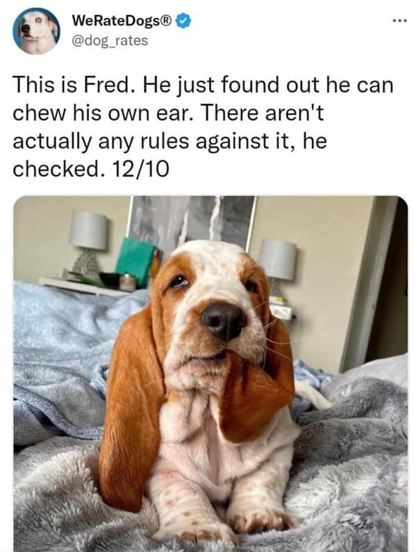 dog memes, doggo memes, dog meme collection, dog meme gallery, canine-themed memes, unny dog memes, humorous canine images, amusing puppy pics, comical pooch posts dog humor, witty canine commentary, sarcastic bark banter, clever tail wagging dog pictures, adorable pup visuals, charming furry snapshots, delightful pet portraits