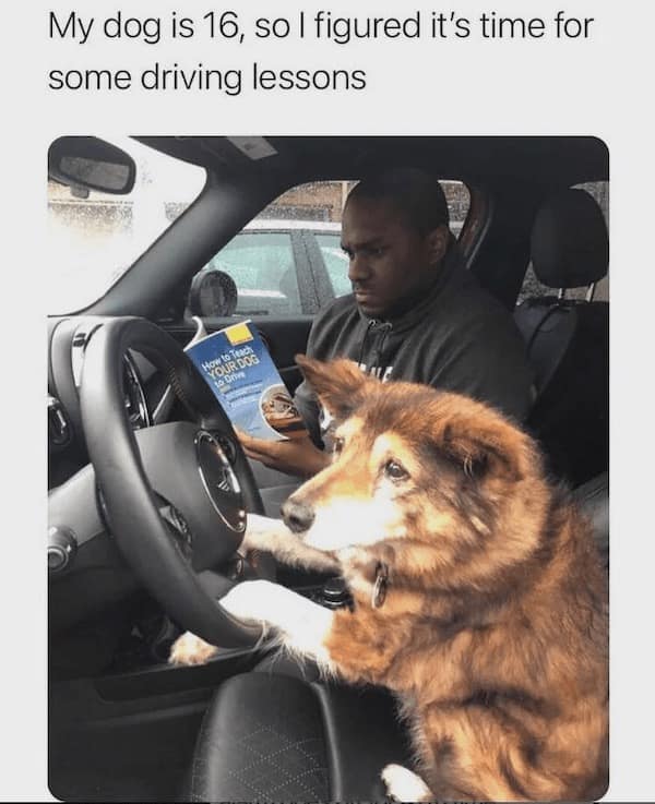 funny dog memes, doggo memes, dog lover memes, dog humor, funny pet memes, canine memes, puppy jokes, funny doggo posts