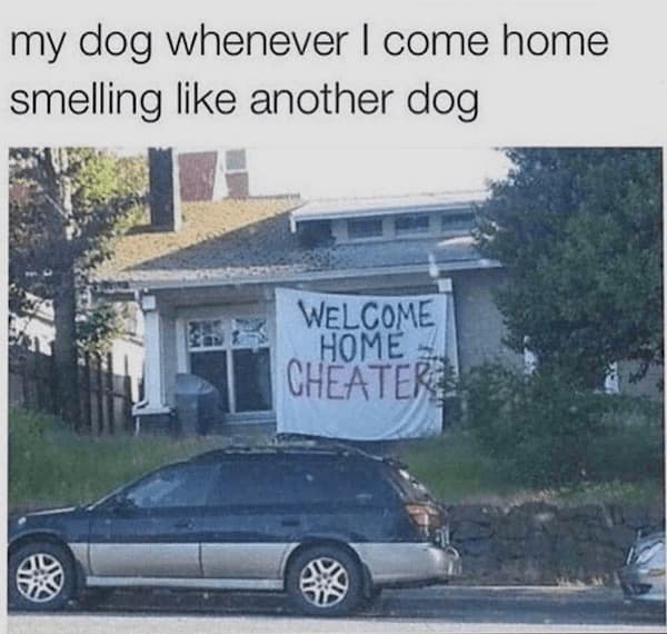 funny dog memes, doggo memes, dog lover memes, dog humor, funny pet memes, canine memes, puppy jokes, funny doggo posts