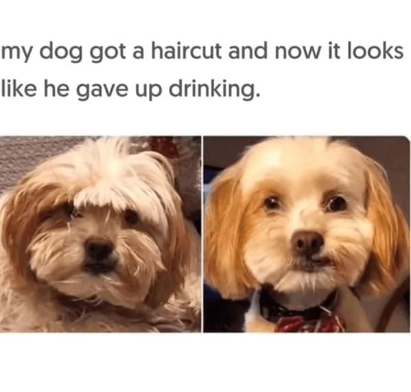 dog memes, doggo memes, dog meme collection, dog meme gallery, canine-themed memes, unny dog memes, humorous canine images, amusing puppy pics, comical pooch posts dog humor, witty canine commentary, sarcastic bark banter, clever tail wagging dog pictures, adorable pup visuals, charming furry snapshots, delightful pet portraits