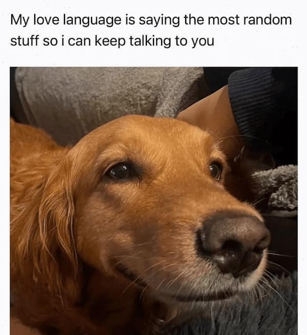 funny dog memes, doggo memes, dog lover memes, dog humor, funny pet memes, canine memes, puppy jokes, funny doggo posts