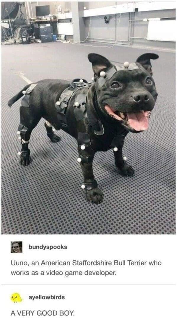 dog memes, doggo memes, dog meme collection, dog meme gallery, canine-themed memes, unny dog memes, humorous canine images, amusing puppy pics, comical pooch posts dog humor, witty canine commentary, sarcastic bark banter, clever tail wagging dog pictures, adorable pup visuals, charming furry snapshots, delightful pet portraits