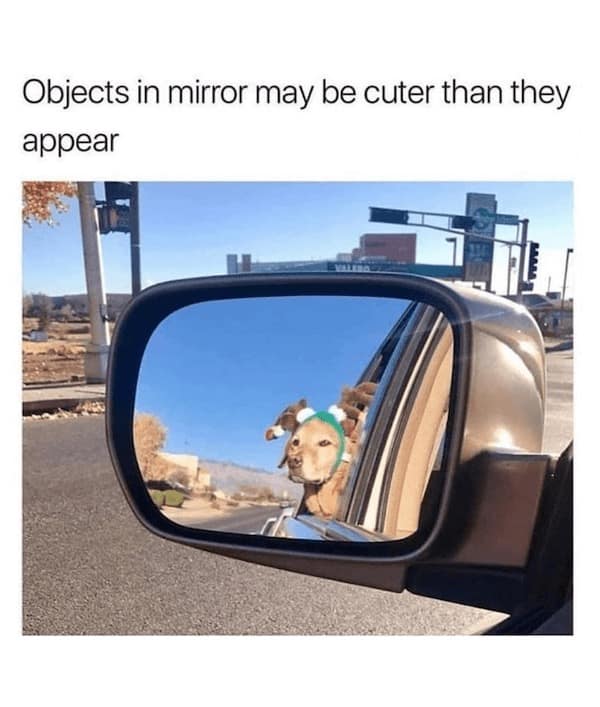 funny dog memes, doggo memes, dog lover memes, dog humor, funny pet memes, canine memes, puppy jokes, funny doggo posts