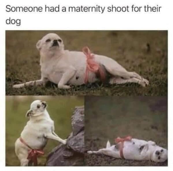 dog memes, doggo memes, dog meme collection, dog meme gallery, canine-themed memes, unny dog memes, humorous canine images, amusing puppy pics, comical pooch posts dog humor, witty canine commentary, sarcastic bark banter, clever tail wagging dog pictures, adorable pup visuals, charming furry snapshots, delightful pet portraits