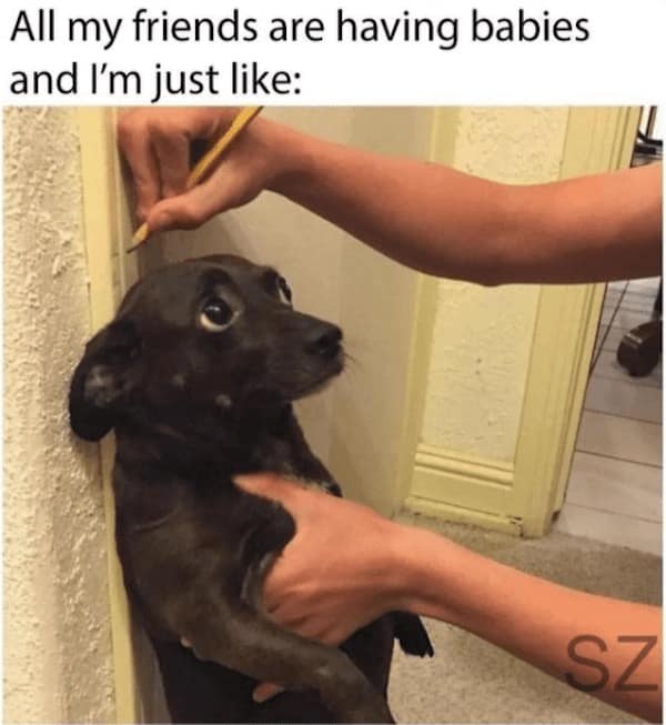 funny dog memes, doggo memes, dog lover memes, dog humor, funny pet memes, canine memes, puppy jokes, funny doggo posts