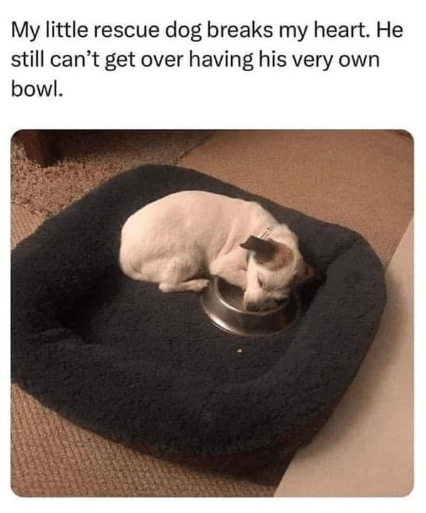 dog memes, doggo memes, dog meme collection, dog meme gallery, canine-themed memes, unny dog memes, humorous canine images, amusing puppy pics, comical pooch posts dog humor, witty canine commentary, sarcastic bark banter, clever tail wagging dog pictures, adorable pup visuals, charming furry snapshots, delightful pet portraits