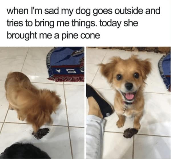 dog memes, doggo memes, dog meme collection, dog meme gallery, canine-themed memes, unny dog memes, humorous canine images, amusing puppy pics, comical pooch posts dog humor, witty canine commentary, sarcastic bark banter, clever tail wagging dog pictures, adorable pup visuals, charming furry snapshots, delightful pet portraits