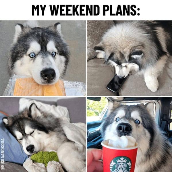 dog memes, doggo memes, dog meme collection, dog meme gallery, canine-themed memes, unny dog memes, humorous canine images, amusing puppy pics, comical pooch posts dog humor, witty canine commentary, sarcastic bark banter, clever tail wagging dog pictures, adorable pup visuals, charming furry snapshots, delightful pet portraits