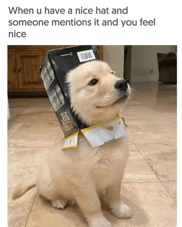dog memes, doggo memes, dog meme collection, dog meme gallery, canine-themed memes, unny dog memes, humorous canine images, amusing puppy pics, comical pooch posts dog humor, witty canine commentary, sarcastic bark banter, clever tail wagging dog pictures, adorable pup visuals, charming furry snapshots, delightful pet portraits