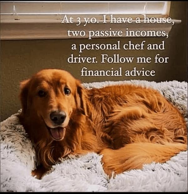 funny dog memes, doggo memes, dog lover memes, dog humor, funny pet memes, canine memes, puppy jokes, funny doggo posts