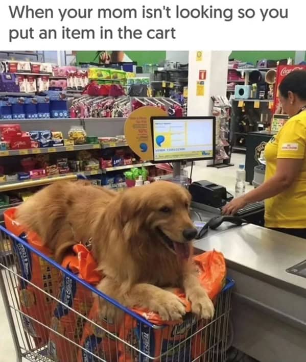 dog memes, doggo memes, dog meme collection, dog meme gallery, canine-themed memes, unny dog memes, humorous canine images, amusing puppy pics, comical pooch posts dog humor, witty canine commentary, sarcastic bark banter, clever tail wagging dog pictures, adorable pup visuals, charming furry snapshots, delightful pet portraits